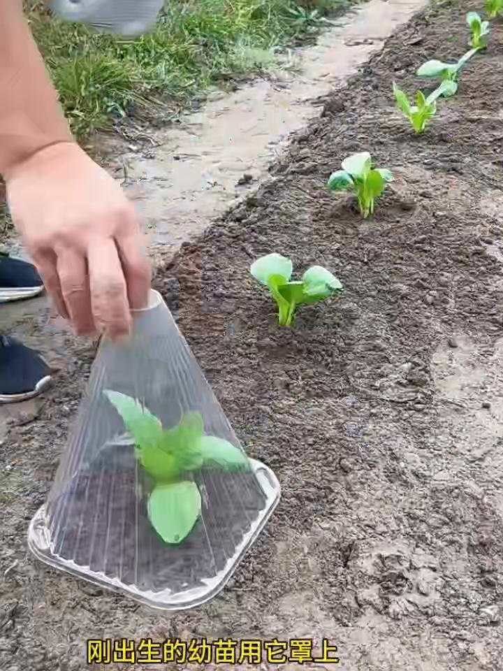 30pcs Growth Box Planting Tent Reusable Square Use Plant Clock Cover To Protect Plants From Bird Frost And Snail Damage