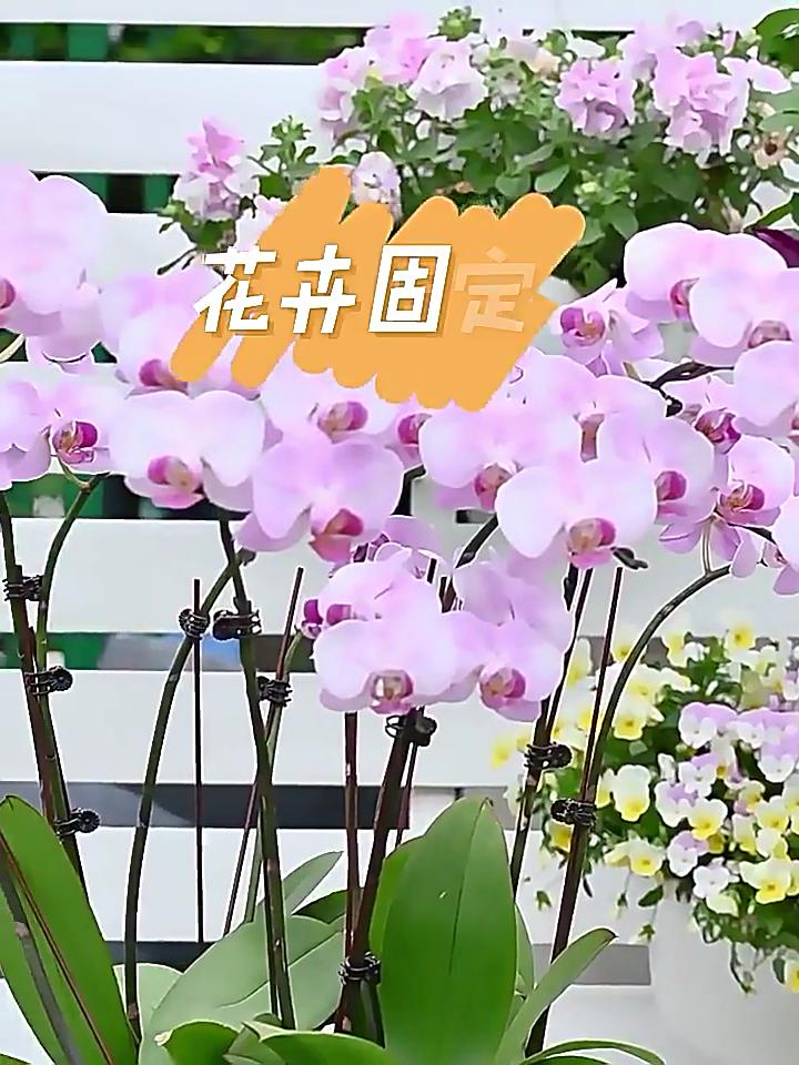 100 db-os növényi rögzítőkapcsos készlet, orchidea szár, szőlő támasztó virágok, kötött ágak rögzítése
