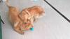 Giocattoli da Masticare per Cani Masticatori Aggressivi Giocattolo Interattivo con Ventosa per Cani Giocattolo Corda per la Dentizione Giocattolo a Palla Dispenser di Cibo Puzzle per Cani