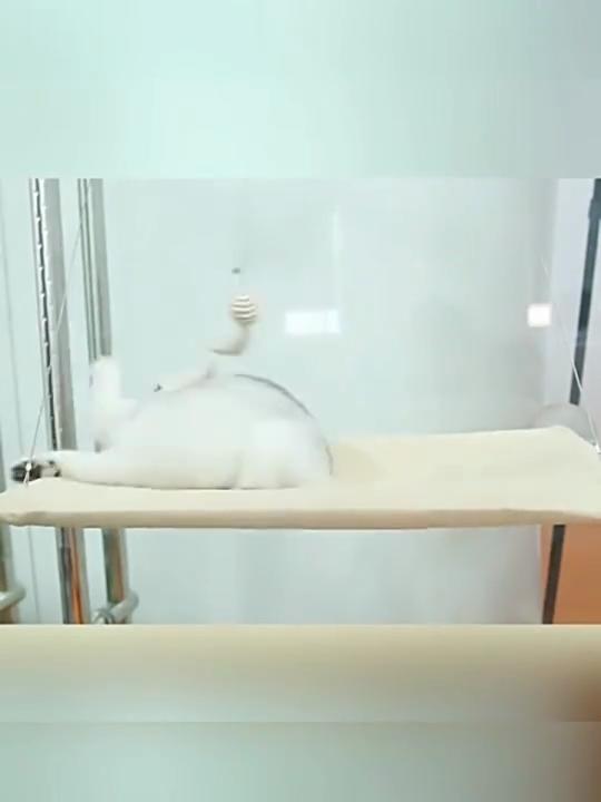 Závěsná houpací síť pro kočky Ložisko pro kočky 20 kg Kočka Sunny Window Seat Mount Hnízdo pro kočky Hnízdo pro kočky Kočičí okna Hřad pro domácí mazlíčky