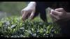 Tè Puer Crudo Puro di Albero Antico Top Yiwu Tè Sheng Puerh Tesori dello Yunnan 357g