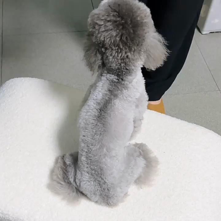 Abbigliamento per animali domestici, Cane domestico, A quattro zampe, Cappotto di cotone, Abbigliamento per animali domestici, Abbigliamento caldo