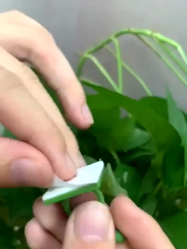 10 Piezas Clips Fijos para Pared de Trepa de Plantas Fijador de Vid de Ratán Gancho Hebilla Fija Autoadhesiva para Pared de Trepa de Plantas Decoración de Jardín
