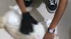 Guanto Toelettatura Animali Domestici Gatti/Cani Spazzola Coniglio Pettine Spazzola Toelettatura Guanto Pulizia Bagno Rimozione Peli Animali Domestici Guanto Spazzola Deshedding