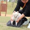 Winter Hundemantel Vierbeiner Wasserdicht, Verdickte Baumwolle Welpenkleidung mit Reflektierendem Streifen, für Kleine Mittlere Große Hunde