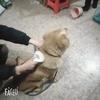 Perie de câine pentru animale de companie, pisică, pieptene, autocurățare, îndepărtarea părului pentru animale de companie, perie, câini, pisici, instrumente de îngrijire, animale de companie, pieptene, accesorii pentru câini