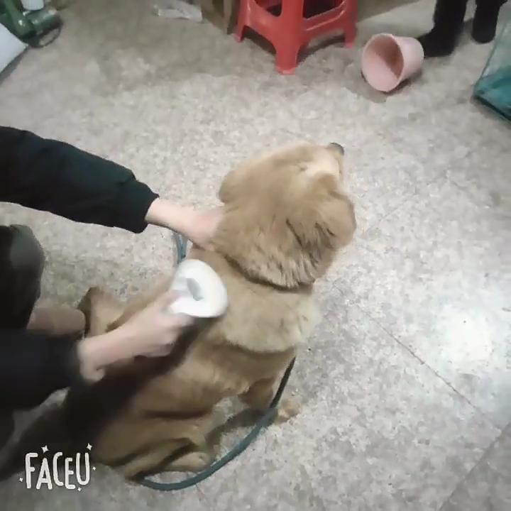 Perie de câine pentru animale de companie, pisică, pieptene, autocurățare, îndepărtarea părului pentru animale de companie, perie, câini, pisici, instrumente de îngrijire, animale de companie, pieptene, accesorii pentru câini