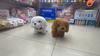 Toy Dog Plush Electronic Interactive Pet With Walking And Sound For Kids Birthday Gift
